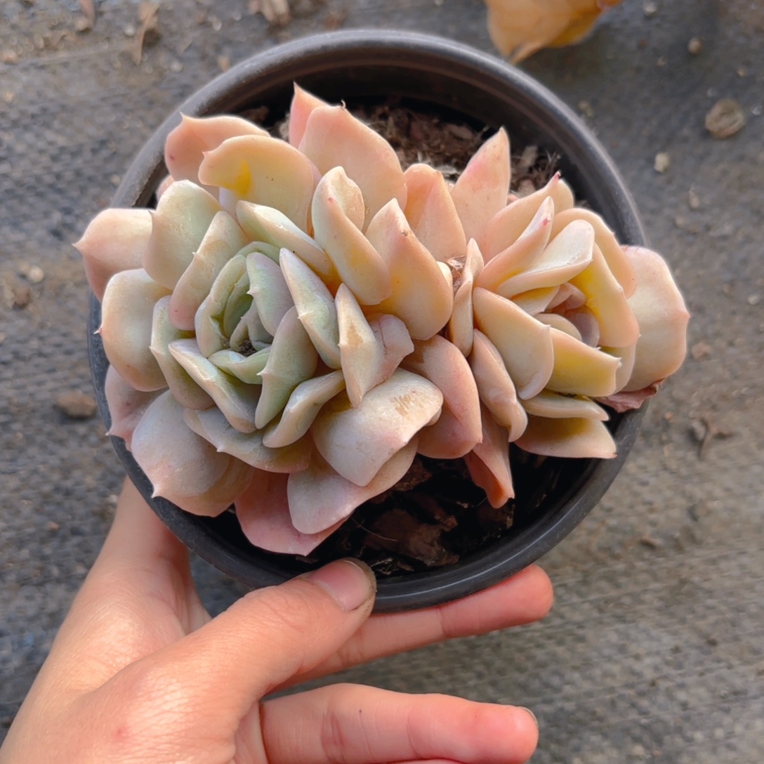 云瑶仙子12cm新疆包邮