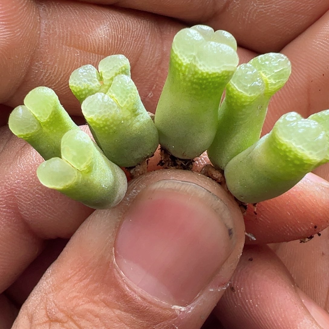 642绿泡泡窗风铃单颗量拍秒