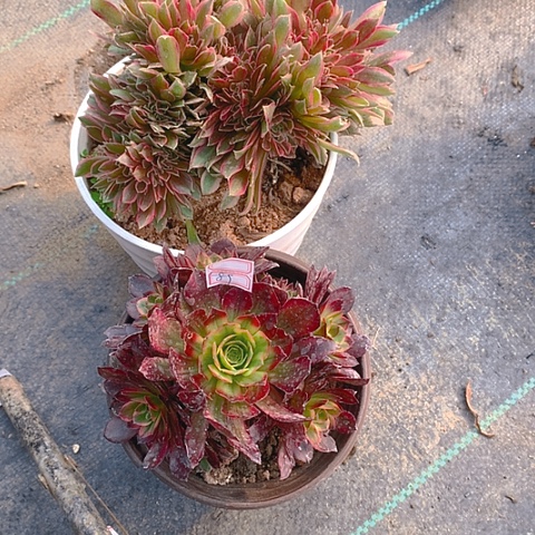 589法师2棵多肉植物