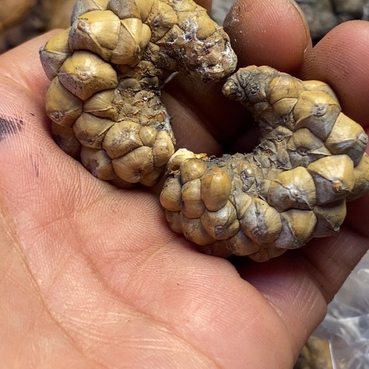 吊坠文玩核桃东北特产224