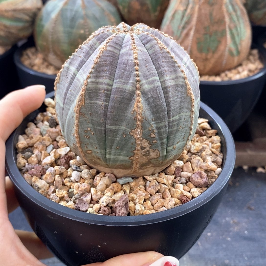 欧系实生布纹球一物一拍