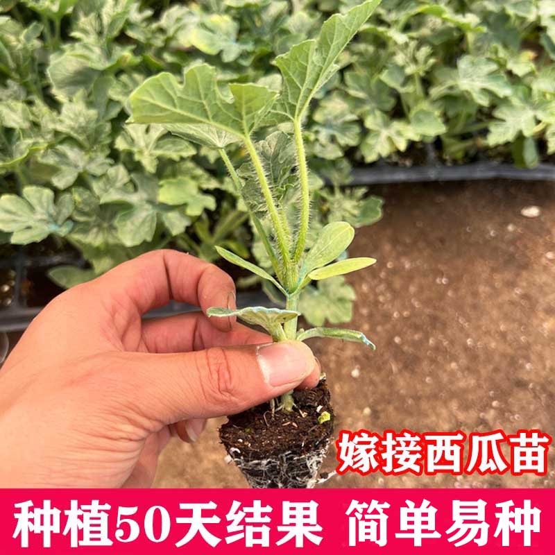 西瓜苗8424西瓜秧苗美都西瓜苗冰糖麒麟西瓜苗无籽西瓜秧苗蔬菜苗