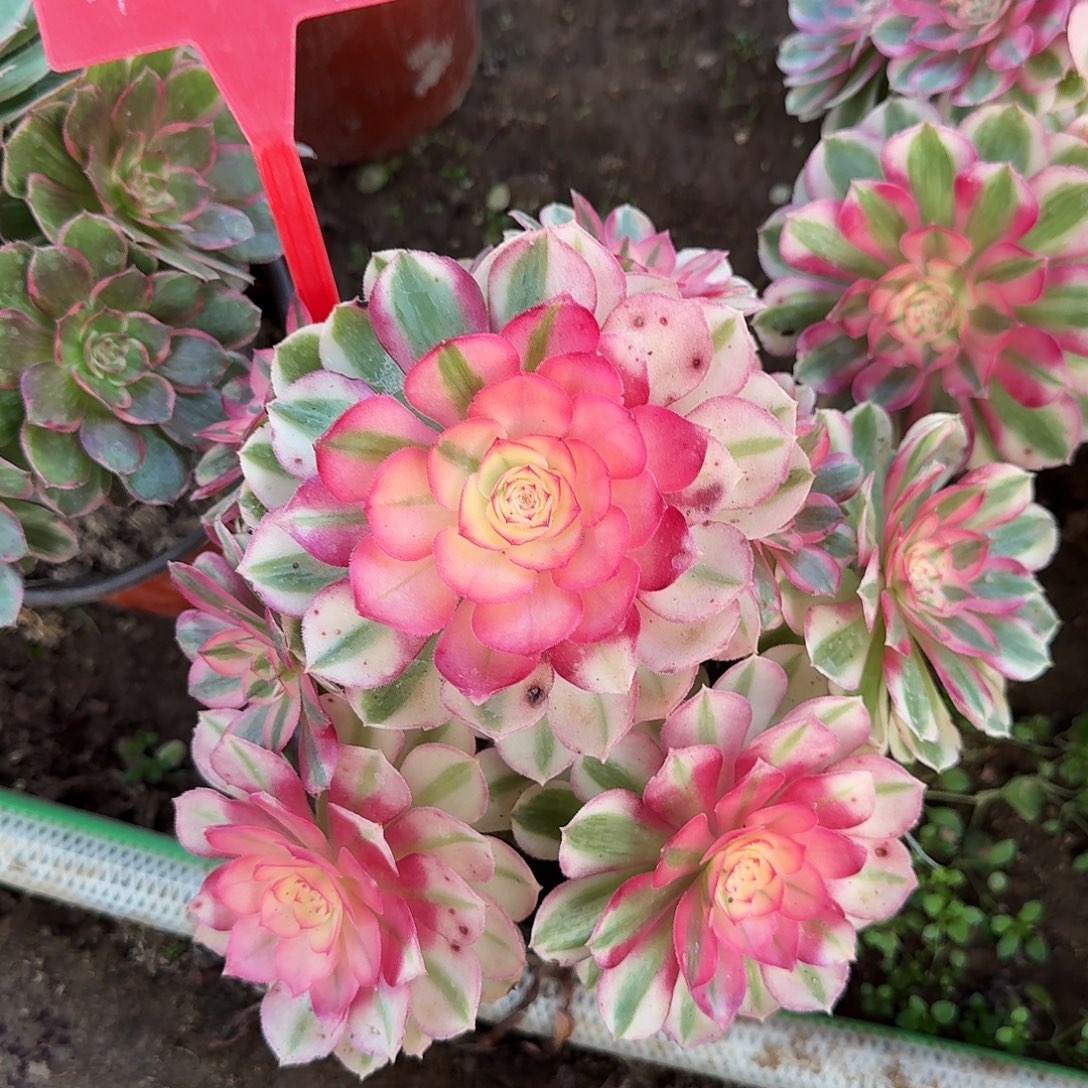 余***雨4-84倾城多肉法师