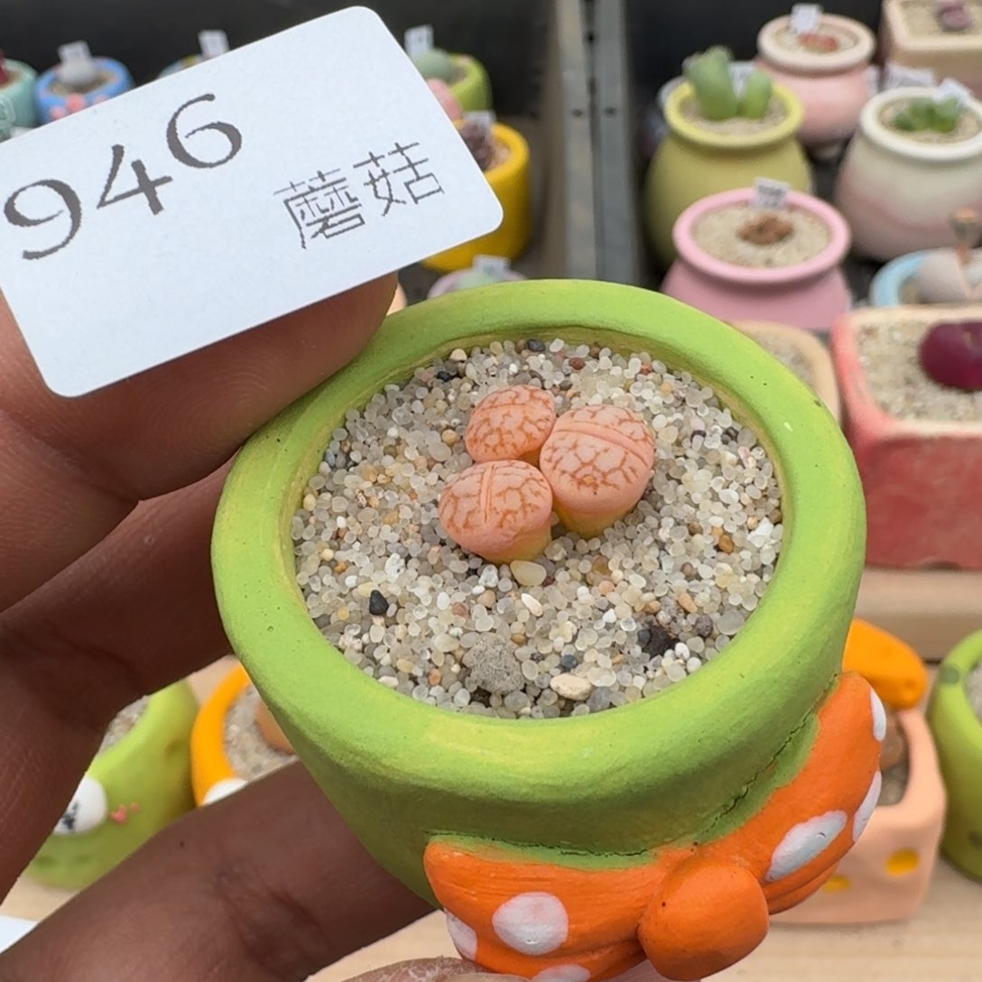 红陶946连盆带花