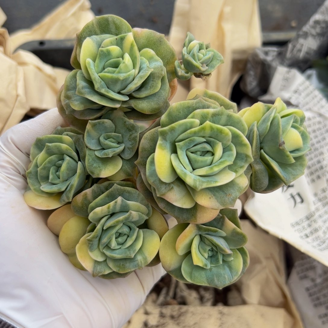 开播福利可爱玫瑰锦多肉植物