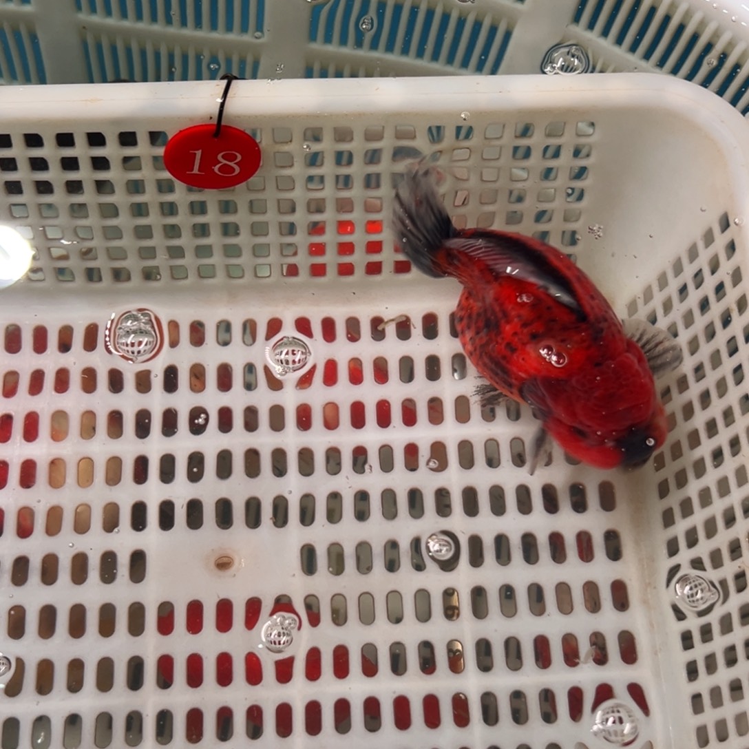 西***夏金鱼你好吗我好想你