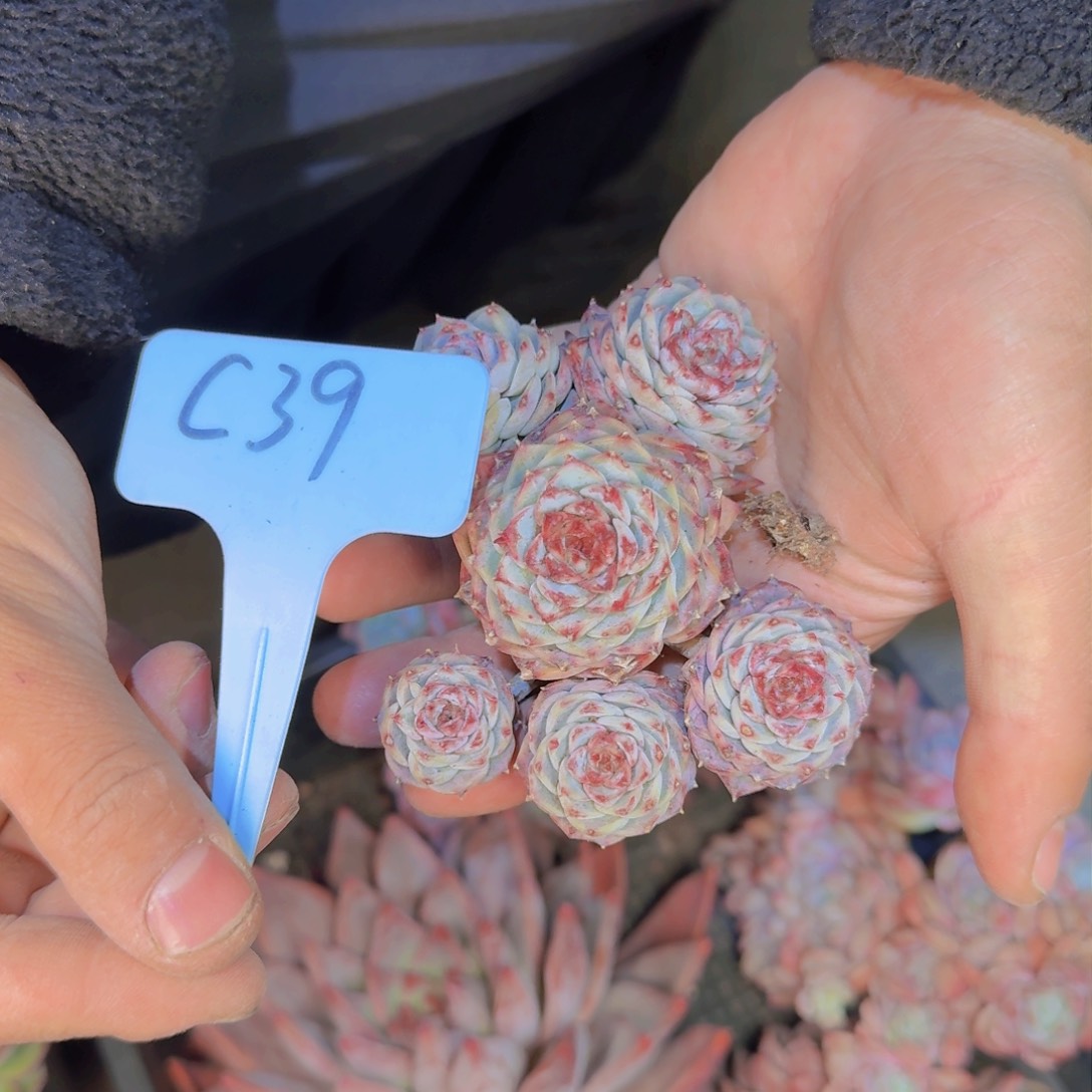 拔****人多肉植物的生长发育和