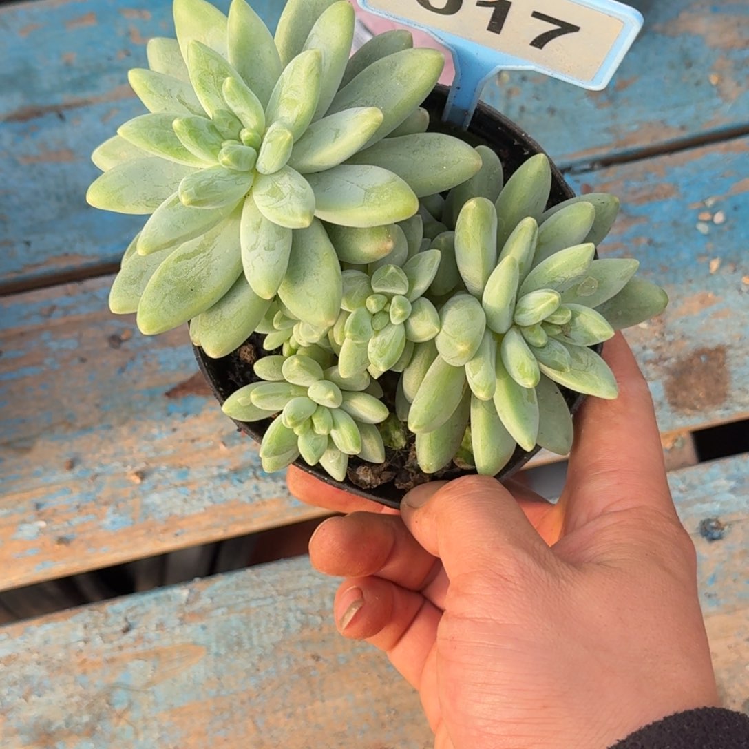 多肉植物啊蒂斯托017