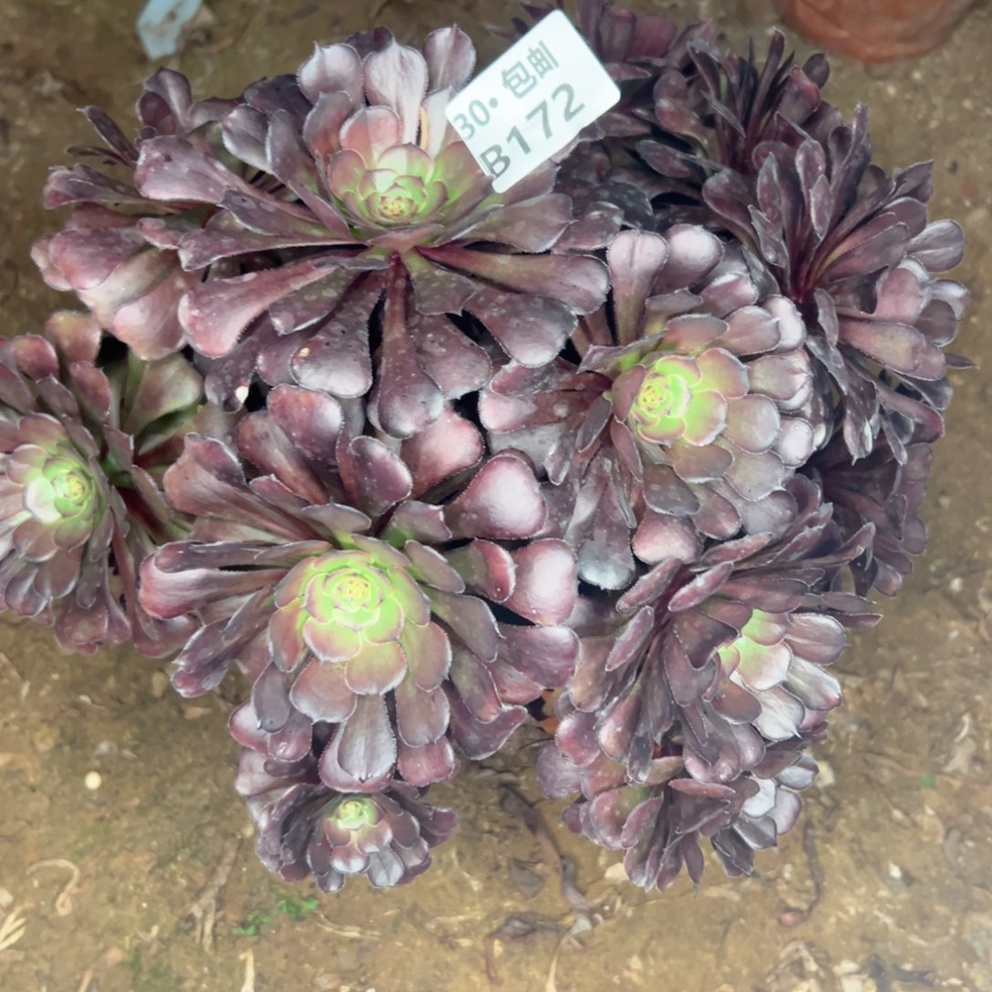 172瑕疵萝莉多肉不包断枝