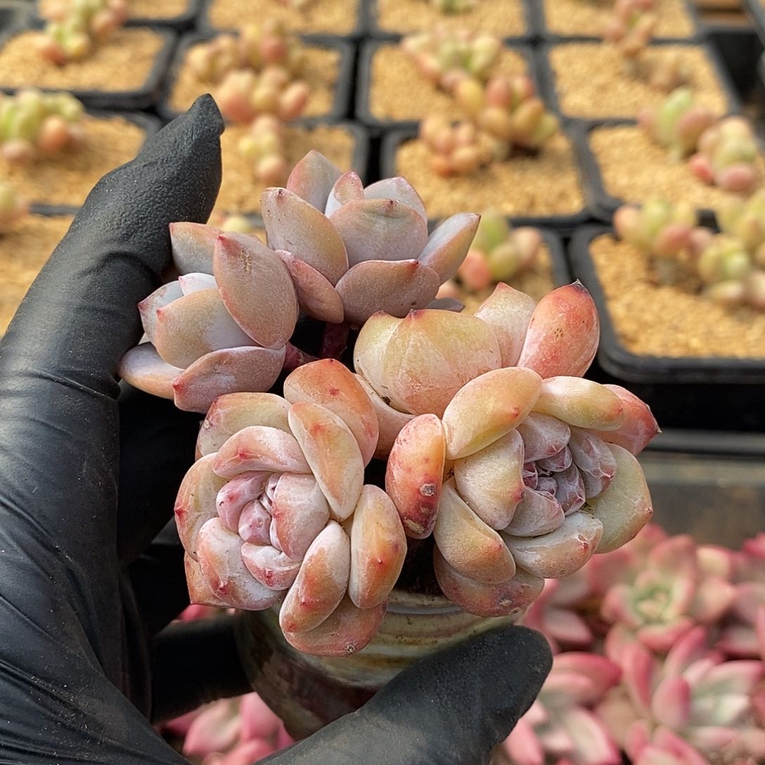 墨*籽截屏抽两个来看下有什么