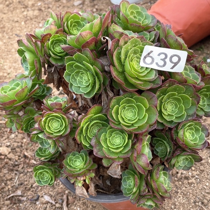 639多肉植物万圣夜有砍