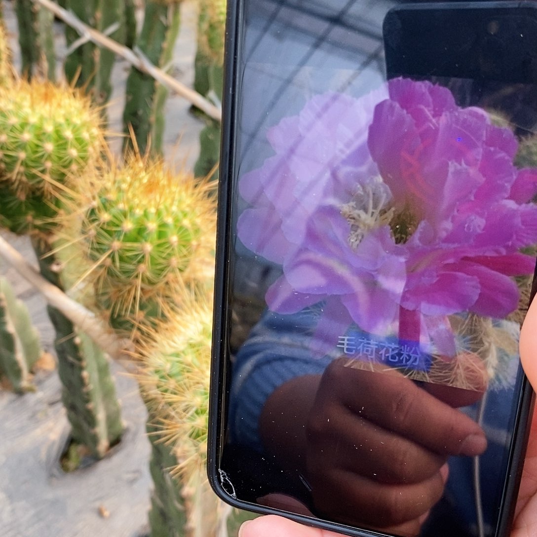 毛 荷花粉侧芽7公分左右