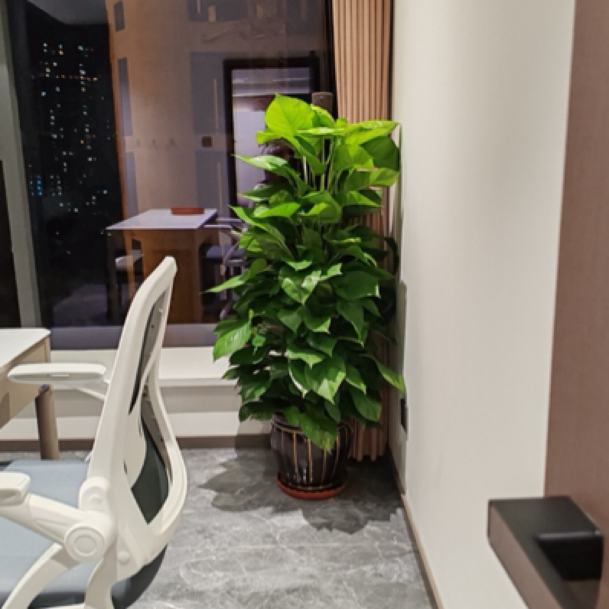 绿萝柱大叶绿萝除甲醛