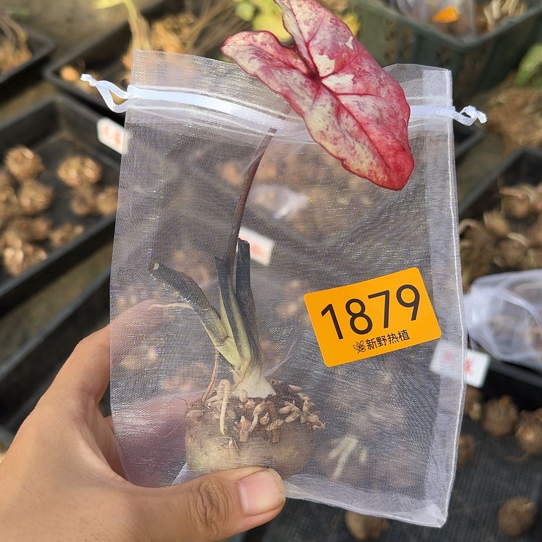 完全开放1879米兰裸球不售后