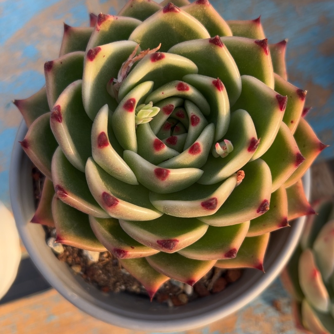 多肉植物一物一拍02