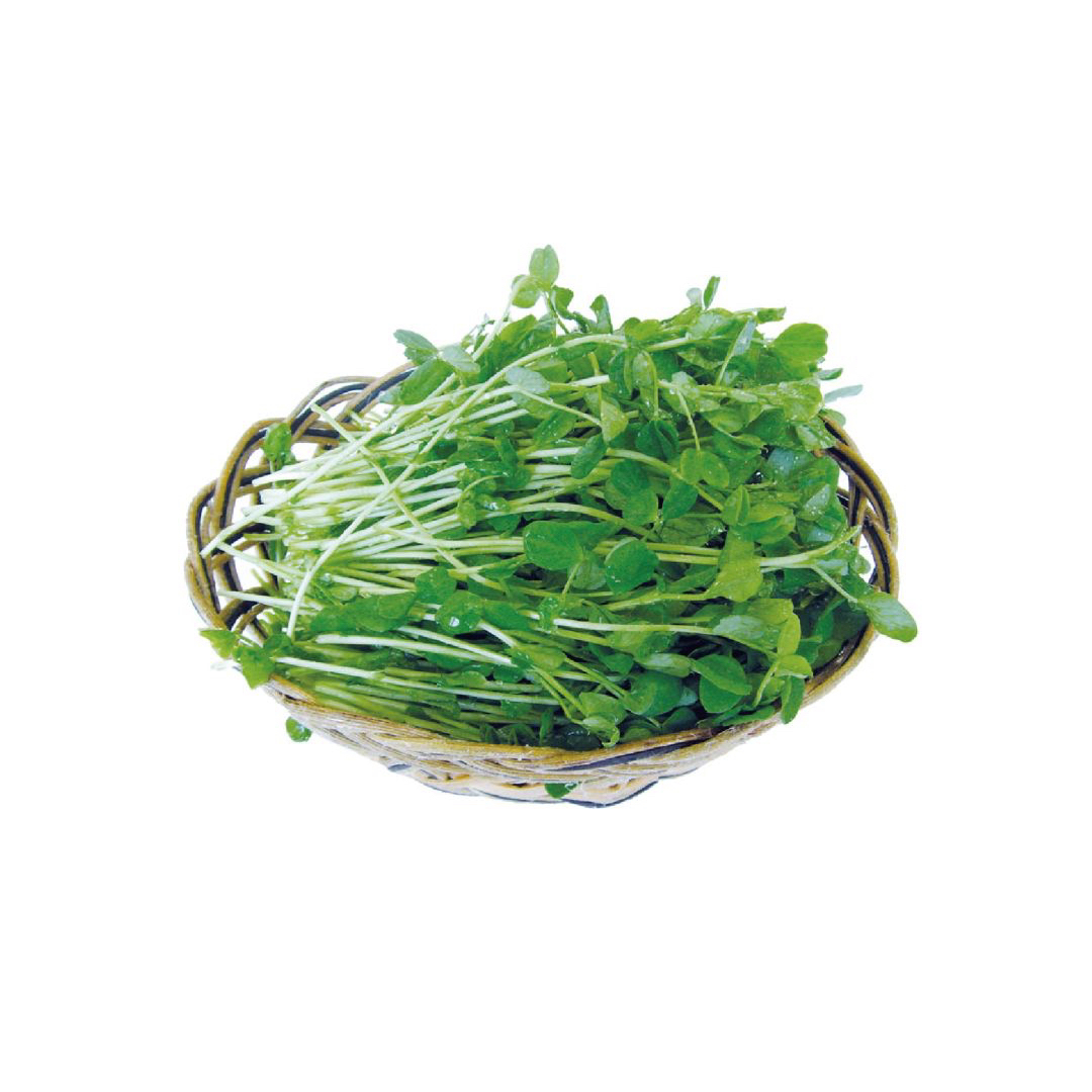 新鲜香椿苗一盒150g左右香椿苗