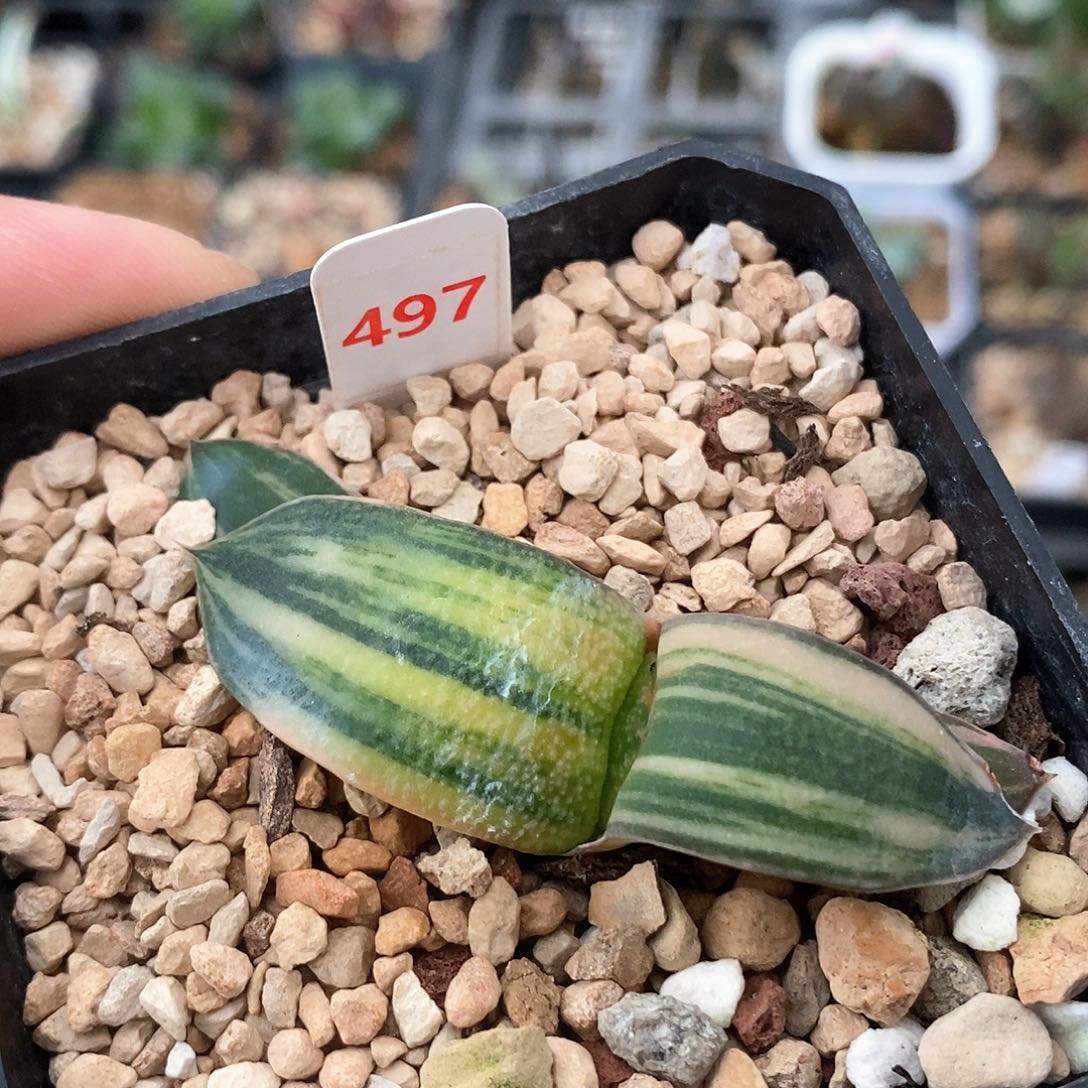 497号珍珠卧牛锦一物一拍