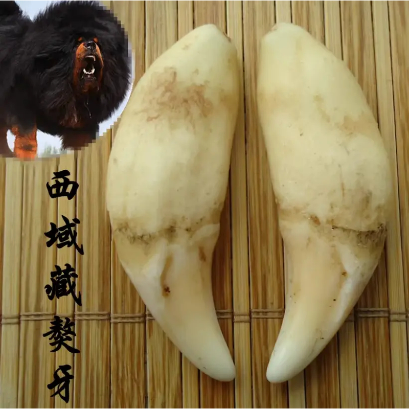 【藏品 藏獒牙5.8+尺寸】来财真藏獒牙创意饰品大