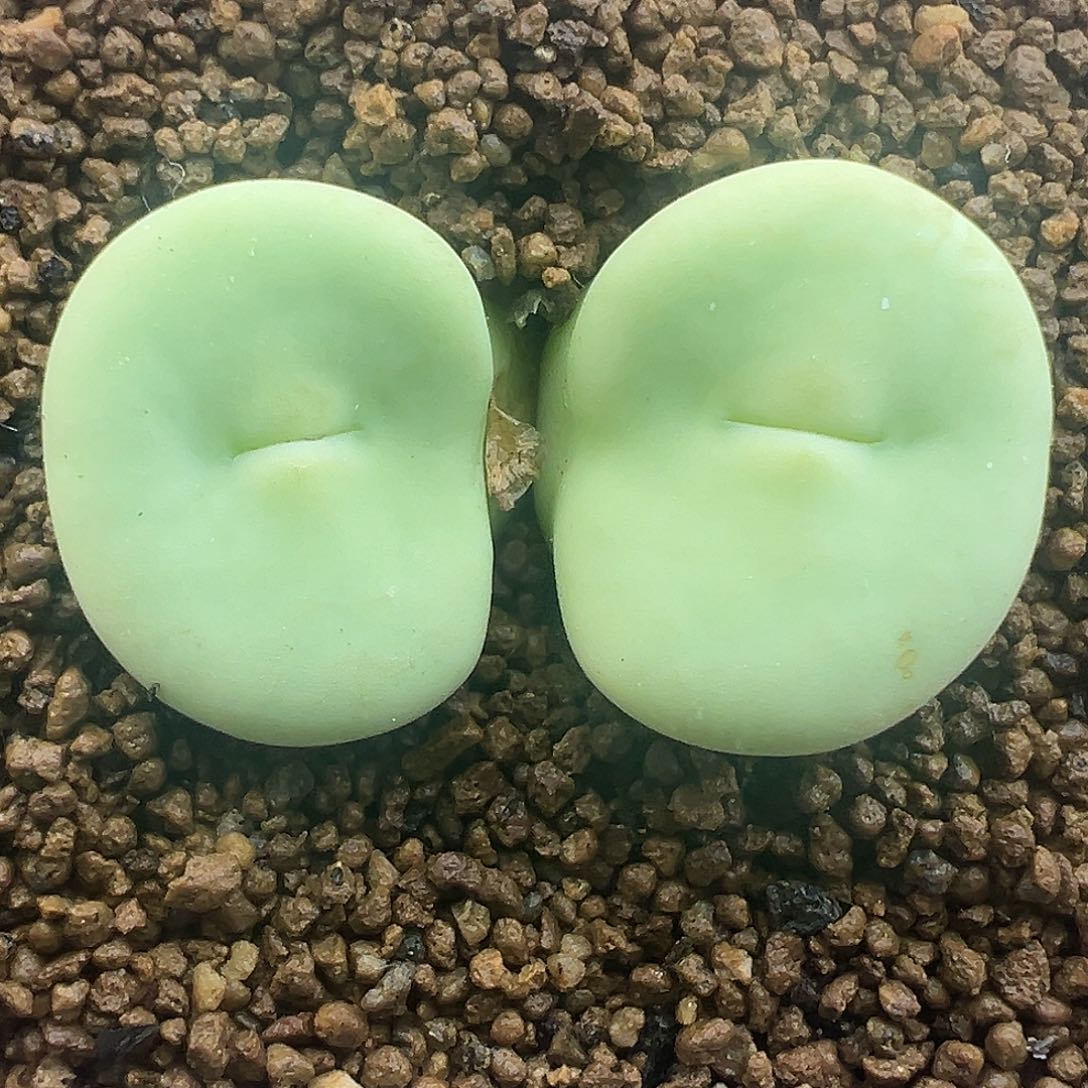 224号开播福利大型嘟嘟嘴