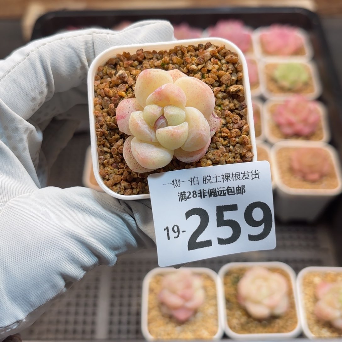 石化冰玉单头多肉