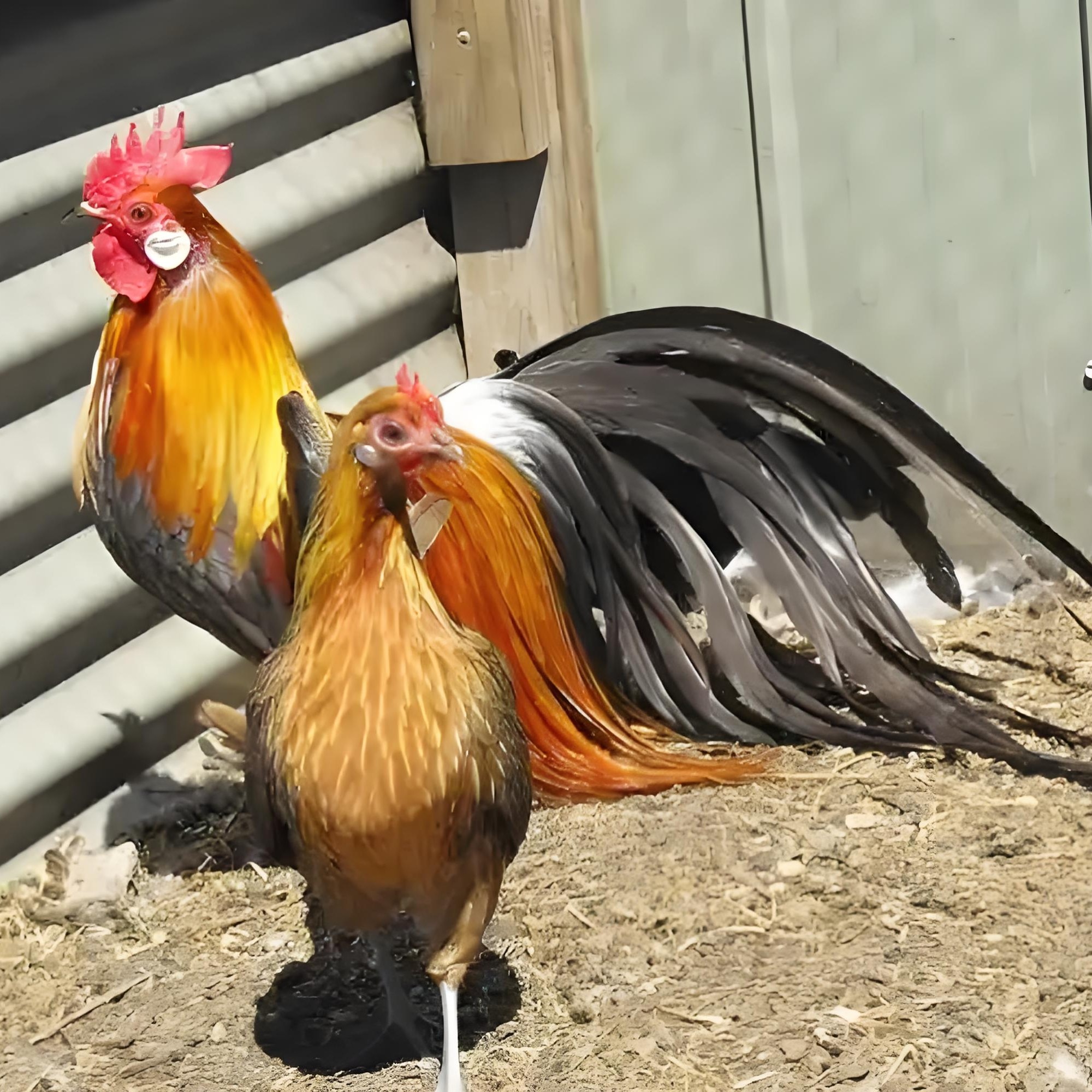 放养长尾鸡土鸡肉质鲜嫩健康养殖