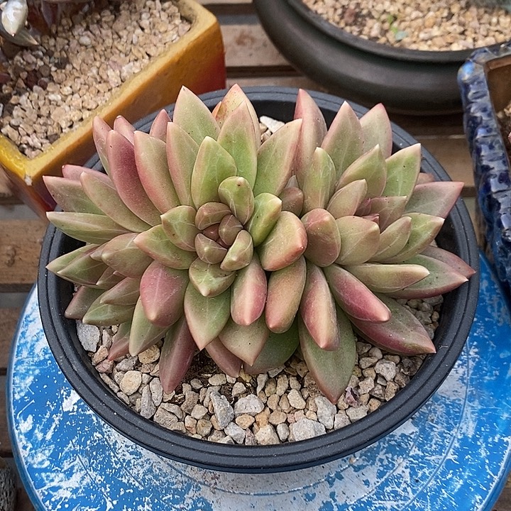 1***0多肉植物肉肉植物