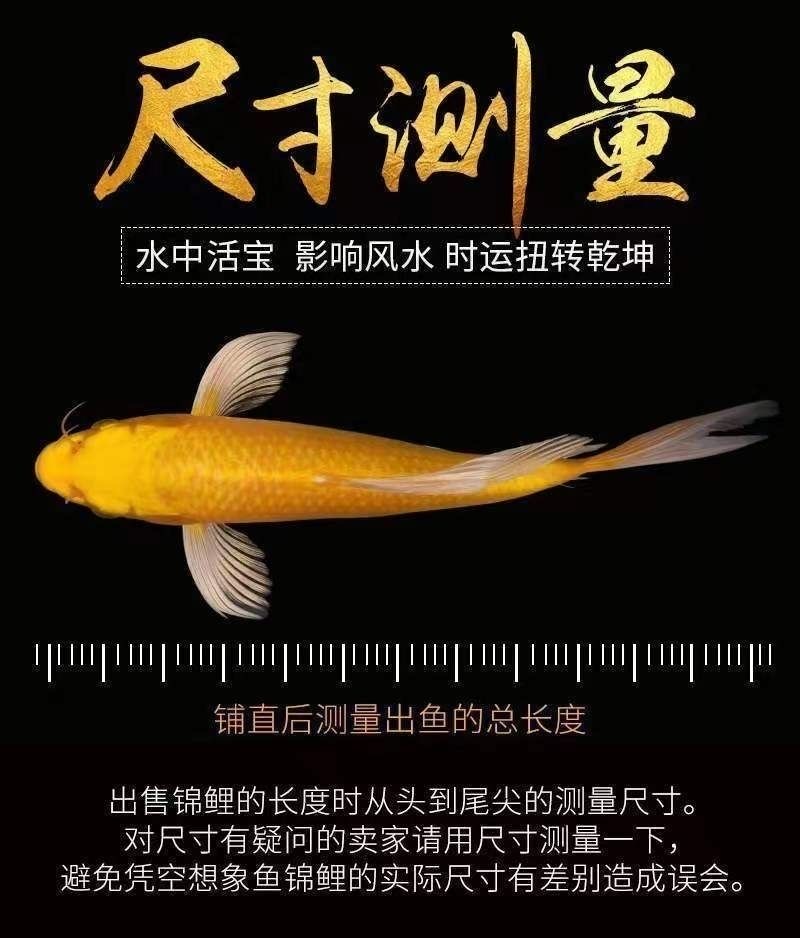 德系日系白蝴蝶锦鲤混搭【10条】7-10厘米