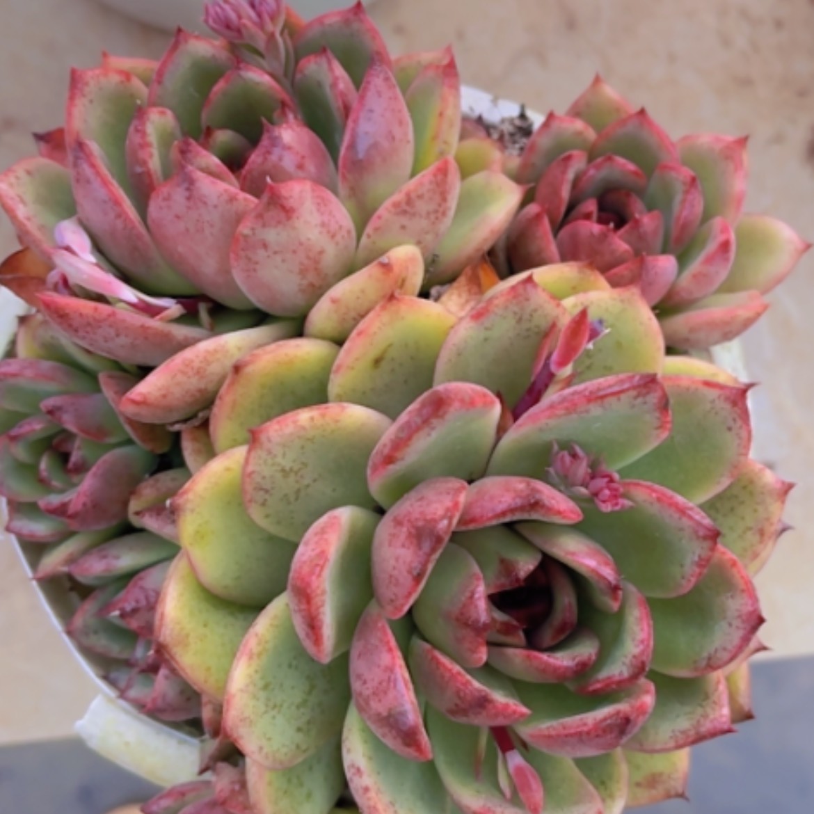 【闪购商品】蓝莓13283