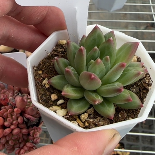 83甲骨文一物一拍多肉