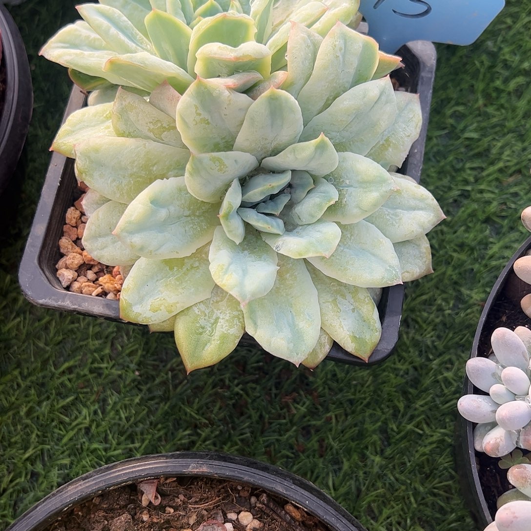 泡泡莎裙多肉植物