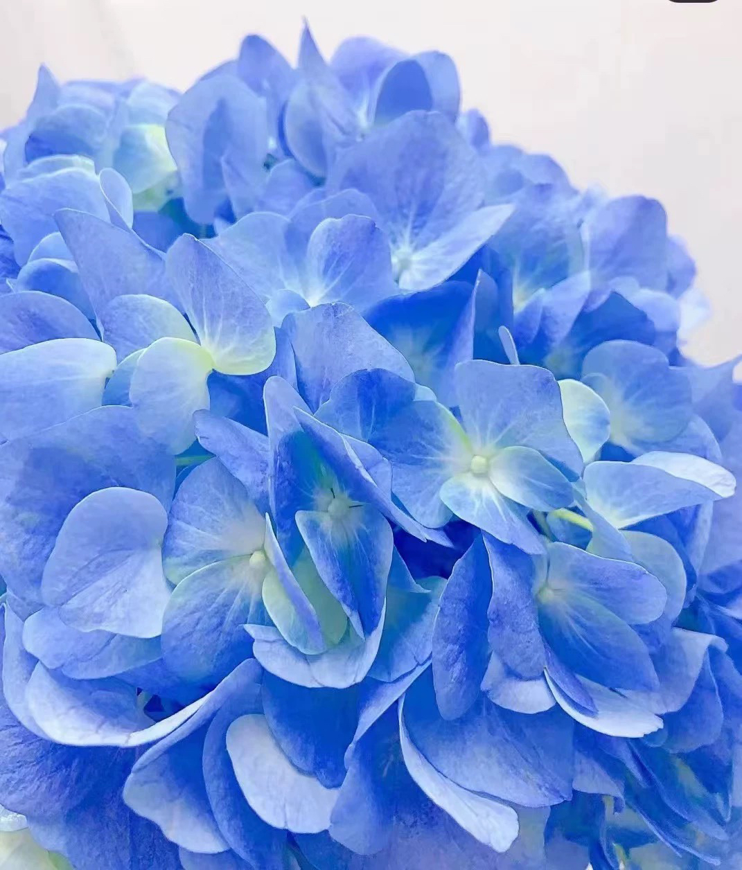 【云南萌萌蓝绣球】原盆原土好养易活