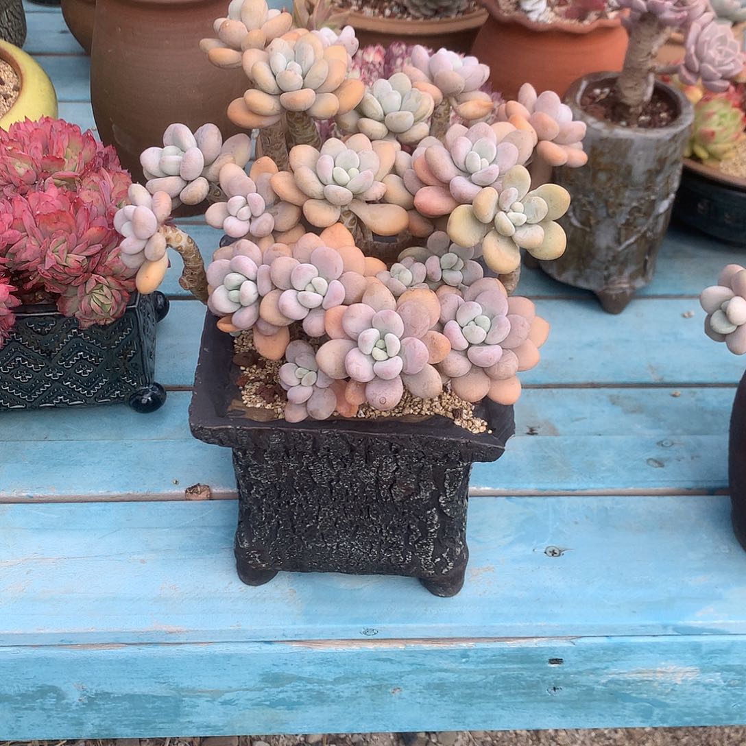 若*洛神多肉植物脱土