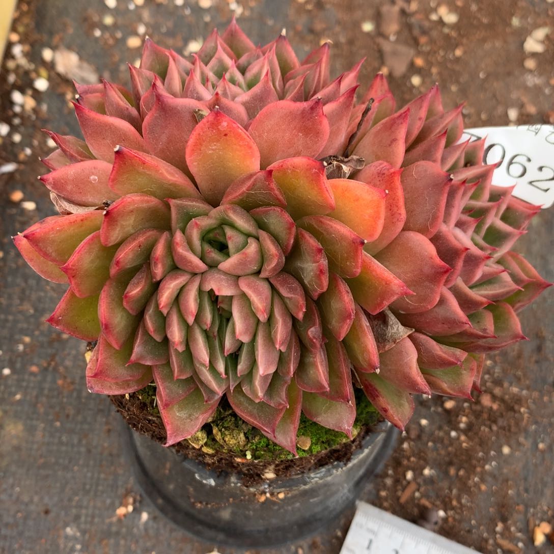 7062杂交多肉植物