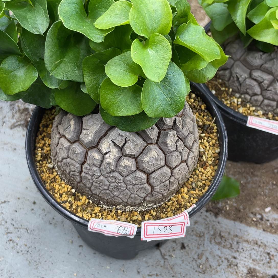 龟甲龙一物一拍1505号