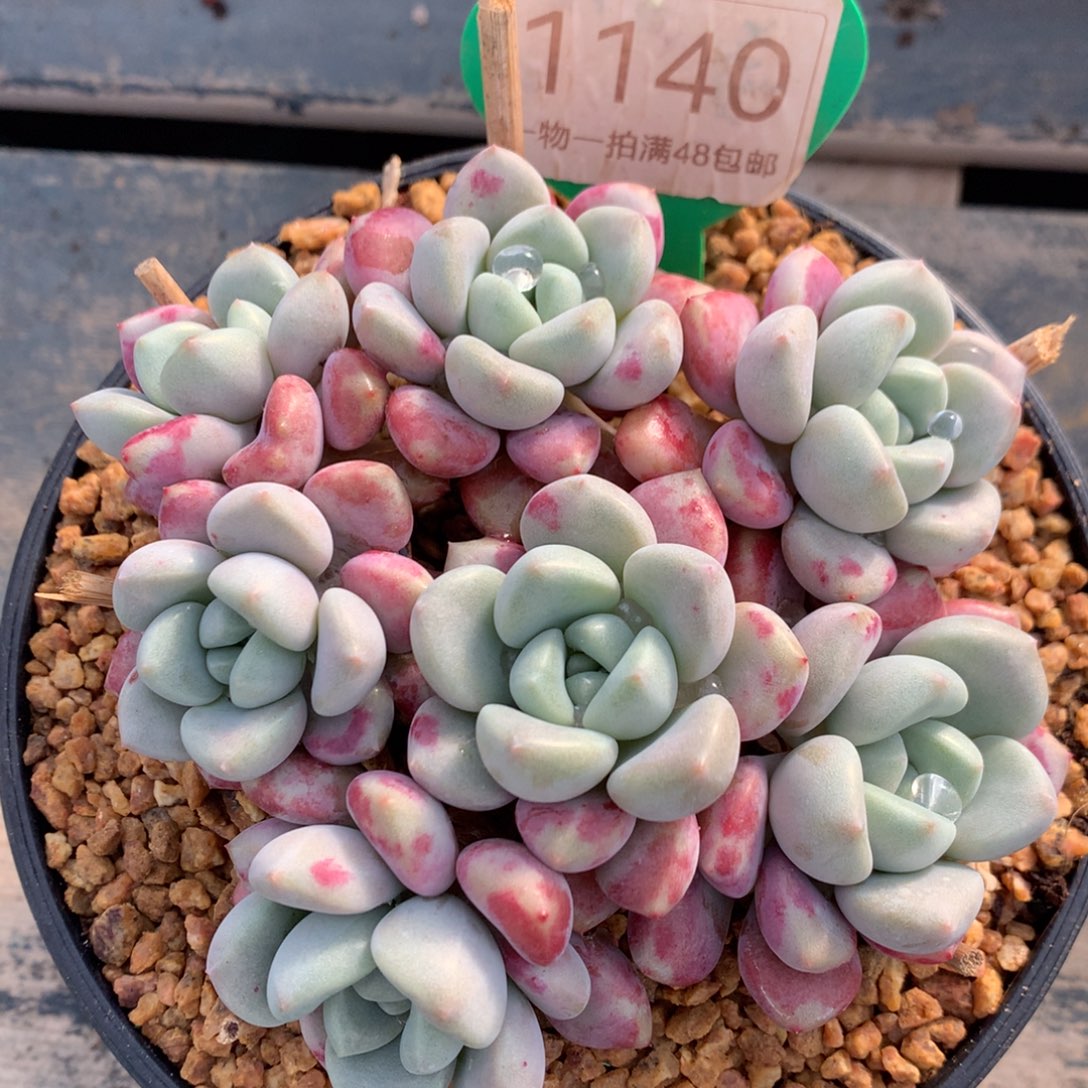 花斑露老桩平头1140