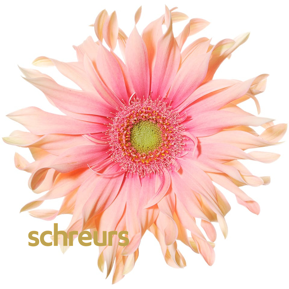 【七礼夫人】亚丁非洲菊 小众稀有品种  云南基地现采直发