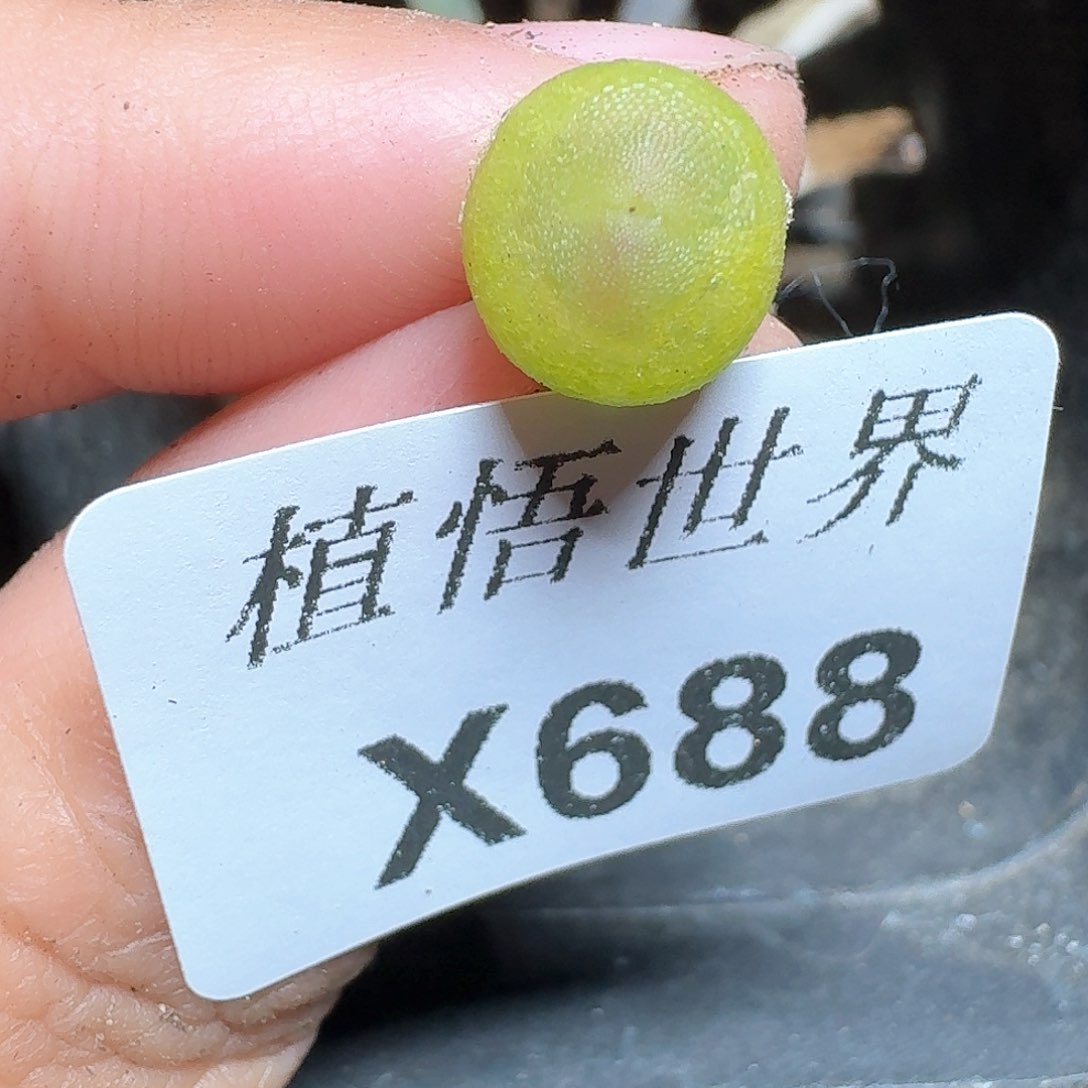 688盒多肉植物f g h h