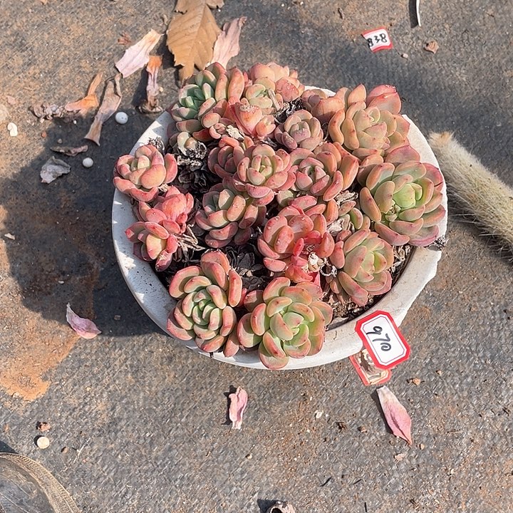 970芬达 一物一拍多肉