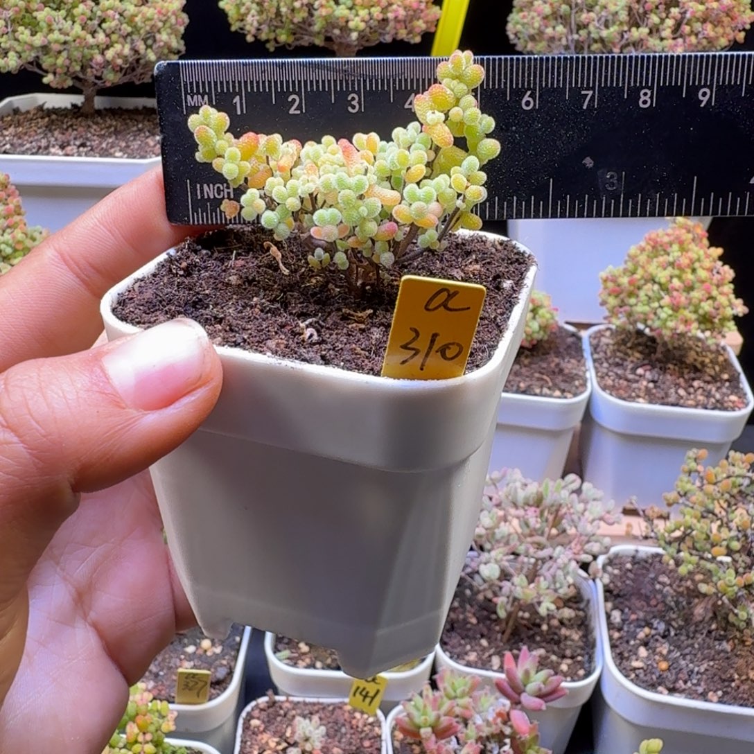 a310号橘子糖冠服5厘米左右月亮