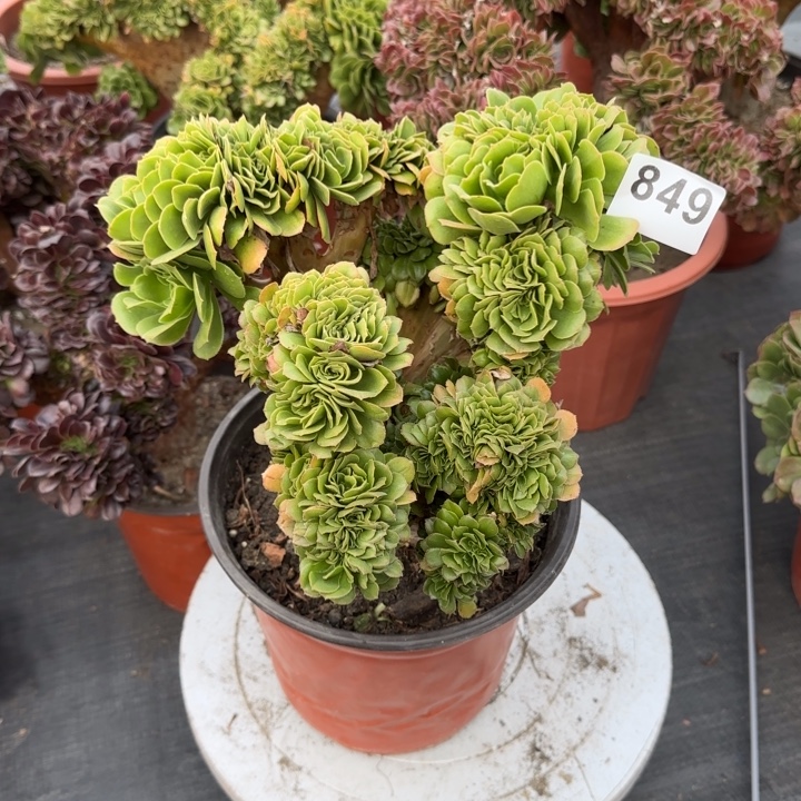 @***多肉植物绿羊绒缀849