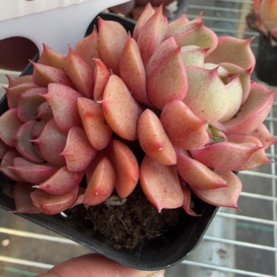 85笨吧一物一拍多肉