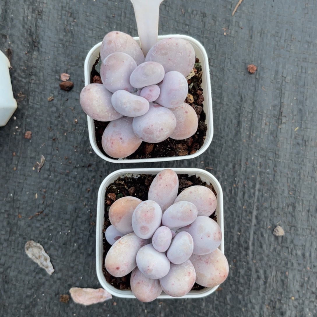 云尘多肉一物一拍1625