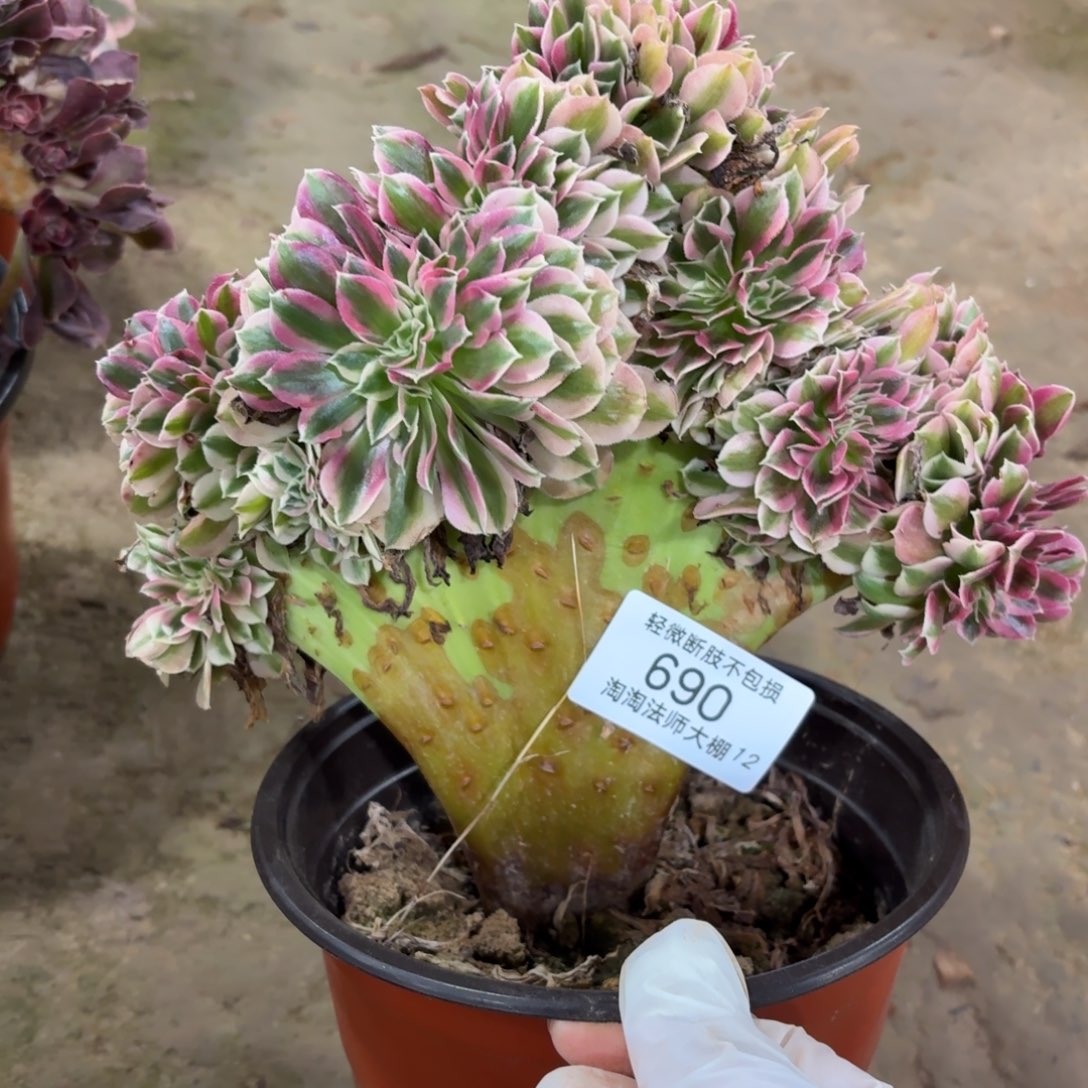 690粉女巫缀化多肉植物