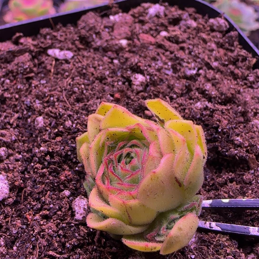 伊人侧芽124346767676868683