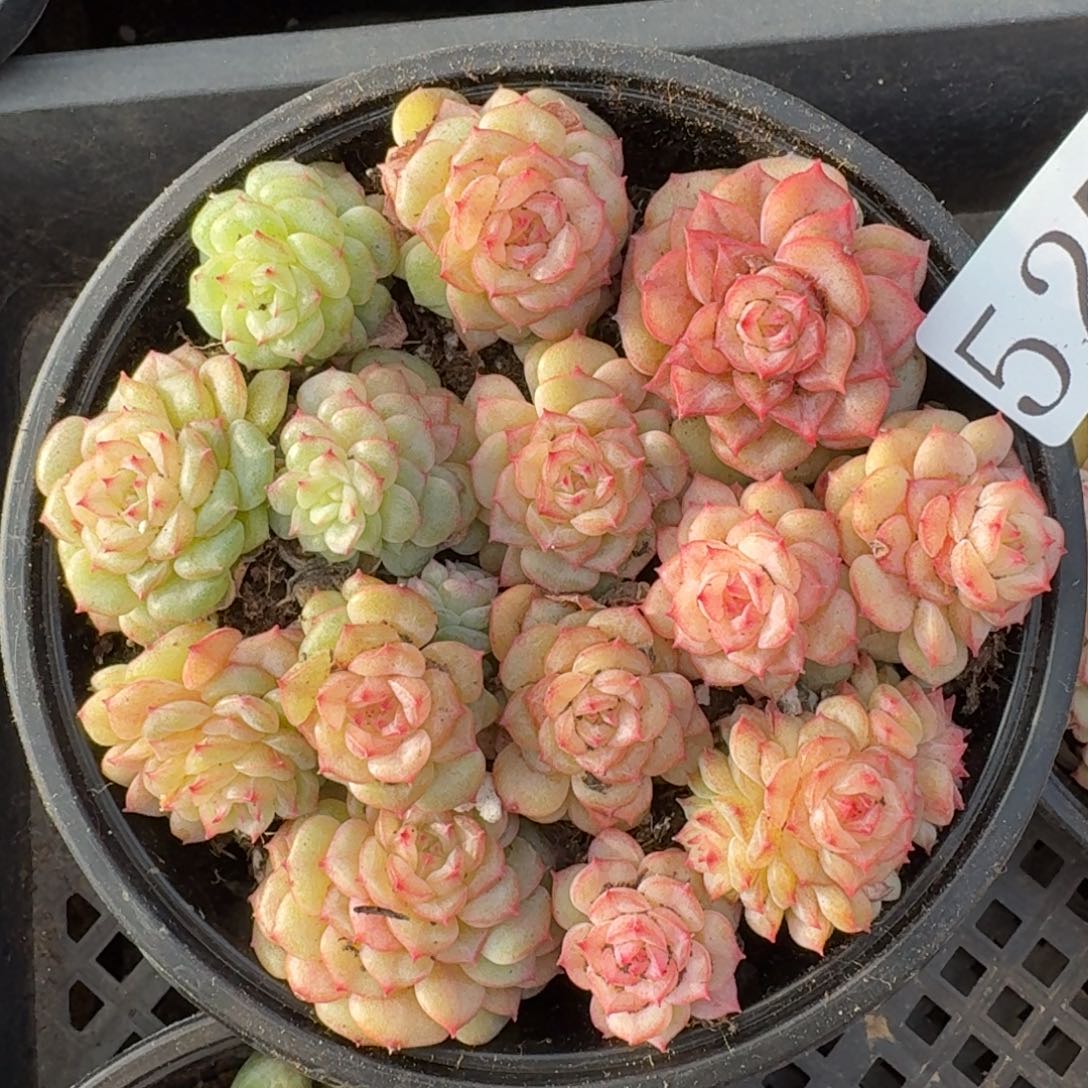 多肉植物多肉植物527