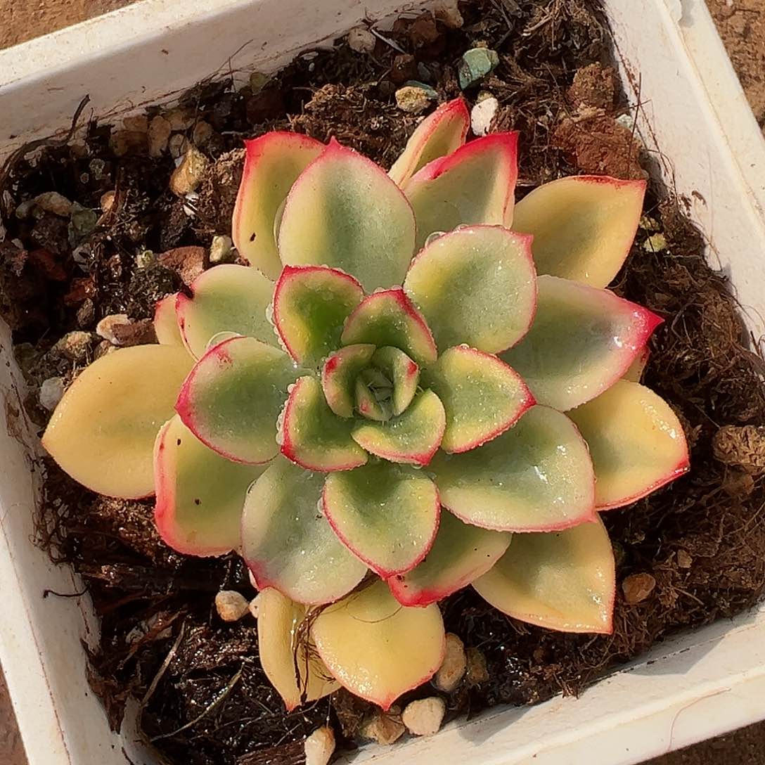 紫梦锦，覆轮锦多肉植物