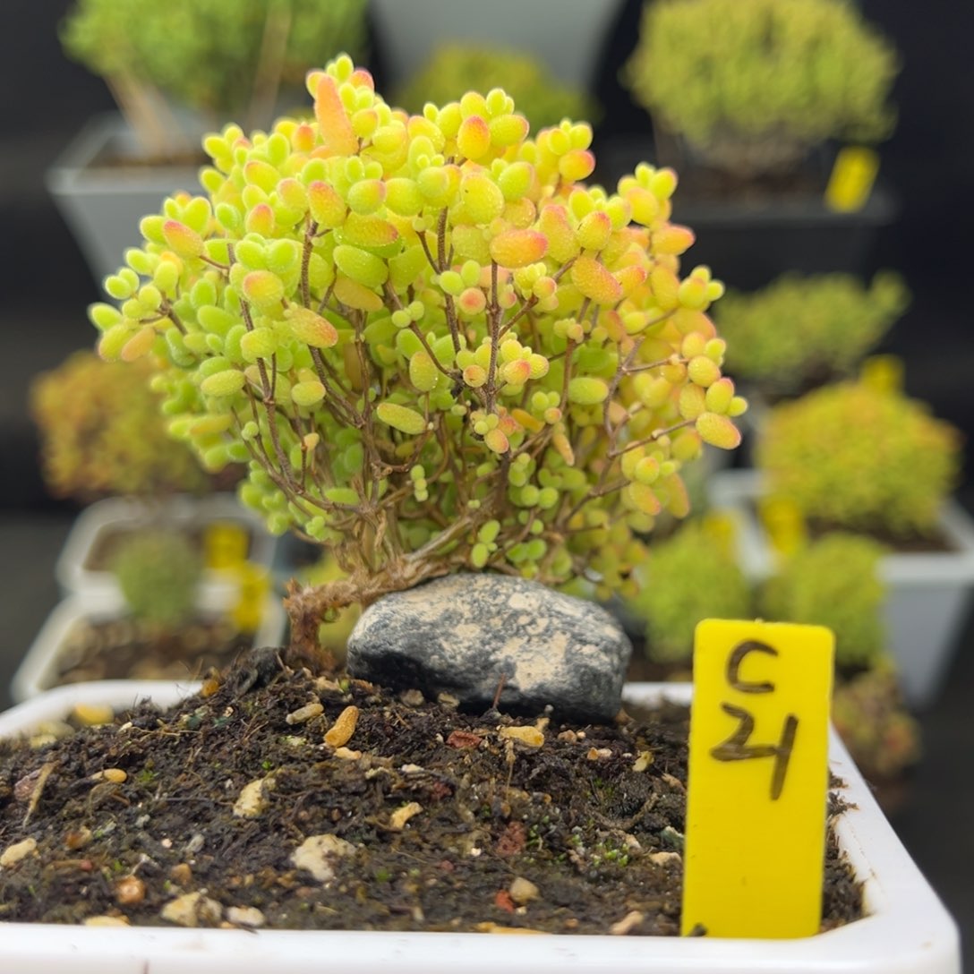 福利蜜橘带盆带土发货