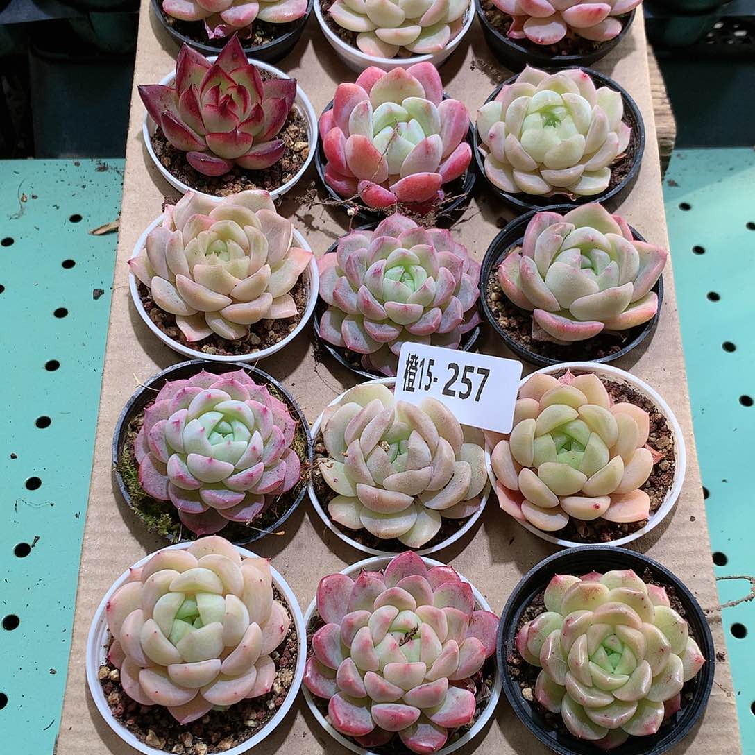 15-257一物一拍带盆18颗。