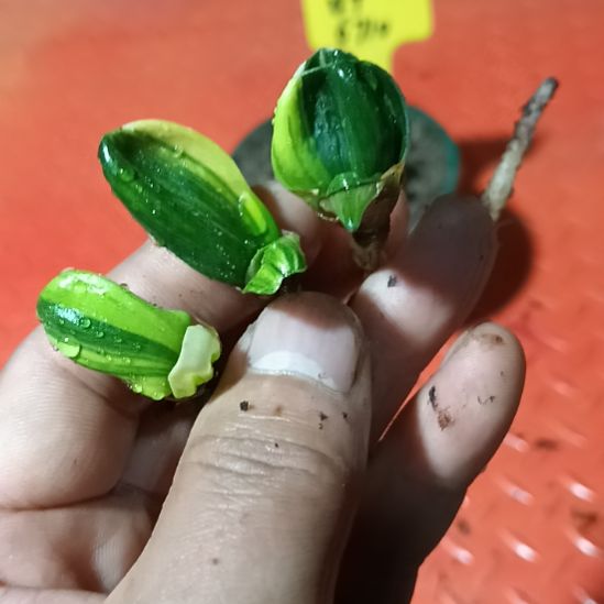 美*君子兰小苗君子兰小苗君