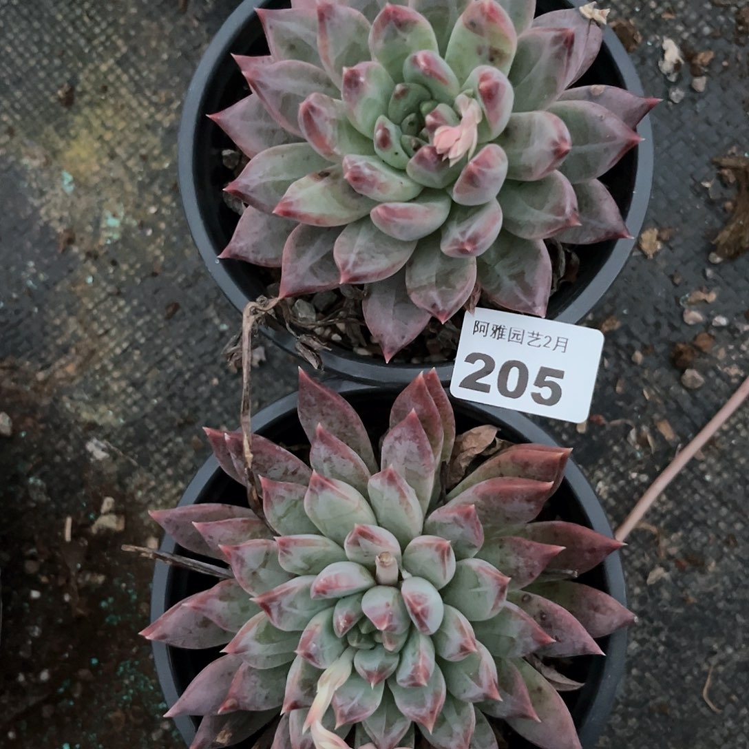 阿雅园艺。           205